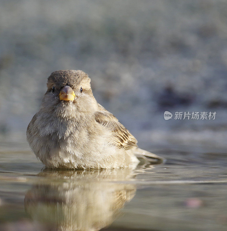 家麻雀(Passer domesticus)女洗澡